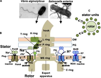 The Periplasmic Domain of the Ion-Conducting Stator of Bacterial Flagella Regulates Force Generation